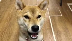 ძაღლმა ისწავლა სიტყვა "ჰამბურგერი" და ინტერნეტ მომხმარებლების აღფრთოვანება გამოიწვია (სახალისო ვიდეო)