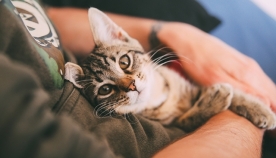 5 რჩევა, რომ თქვენი კატა მეგობრული გაიზარდოს