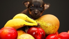 რომელი ხილი/ბოსტნეული შეიძლება ძაღლისთვის?