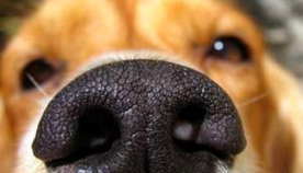 ყნოს­ვით მიგ­ნე­ბა - ძაღლის არაჩვეულებრივი უნარი