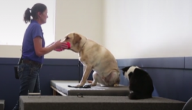 კატა, სახელად "ძაღლი", შეზღუდული შესაძლებლობების მქონე ადამიანებისთვის დამხმარე ძაღლებს წვრთნის (+ვიდეო)