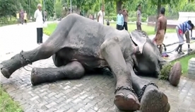 ინდურმა სპილომ 50 წლიანი მონობიდან გათავისუფლების შემდეგ იტირა