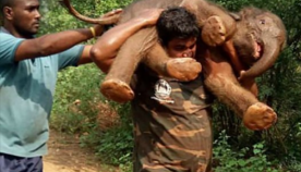 ღრმულში ჩავარდნილი პატარა სპილო მაშველებმა გადაარჩინეს და დედას ხელში აყვანილი მიუყვანეს (+ვიდეო)