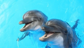 კიდევ ერთი დასტური იმისა, თუ რა საოცრად საზრიანები არიან დელფინები
