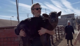 ხოაკინ ფენიქსმა სასაკლაოდან ძროხა და მისი ნაშიერი გადაარჩინა (ემოციური ვიდეო)