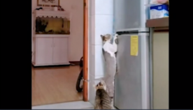ფარული კამერა: როგორ იპარავენ კატები დაკეტილი მაცივრიდან პროდუქტებს (სახალისო ვიდეო)