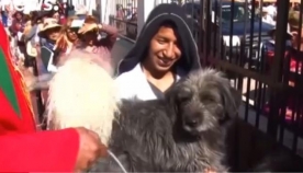 როკო - ძაღლების წმინდანი (+ვიდეო)