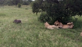 ტახი მძინარე ლომების გარემოცვაში შემთხვევით მოხვდა (სახალისო ვიდეო)
