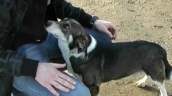 ძაღლი 5 წელი ელოდა პატრონს გაჩერებაზე და მას პატრონმა მოაკითხა (+ვიდეო)