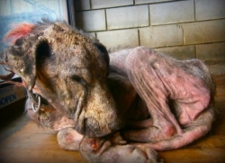 ამ ნატანჯ ძაღლს მხოლოდ სიკვდილი უნდოდა, რადგან მან ჯერ კიდევ არ იცოდა კეთილი ადამიანების არსებობის შესახებ