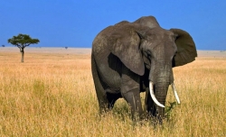 აფრიკულ სპილოებს წვიმის ხმა 100 კილომეტრის სიშორიდან ესმით