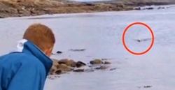 ბიჭმა ნავსადგურში მკვდარი დელფინი შეამჩნია.. ეს მოვლენა წარმოუდგენელი ისტორიის საწყისად იქცა… (+ვიდეო)