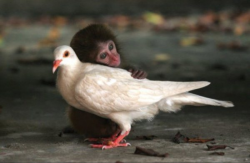 განსხვავებული ცხოველები, რომლებსაც უანგაროდ უყვართ ერთმანეთი (+ფოტო)
