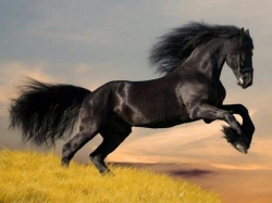 10 ყველაზე ძვირად ღირებული ცხენი მსოფლიოში