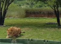ძუ ლომმა ტურისტებზე თავდასხმა სცადა, თუმცა, მან  ნახტომის მანძილი ვერ გათვალა (+ვიდეო)