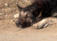 კიდევ ერთი ”თბილისელი ჰაჩიკო” - ძაღლი, რომელიც ოჯახის სითბოსა და სიყვარულს დარაჯობს და სიცოცხლის ბოლომდე უდარაჯებს