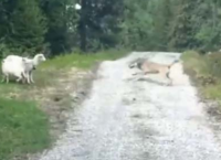 ცხვარი მგელს თავს დაესხა, ეს ბუნების კანონებს სცდება (+ვიდეო)