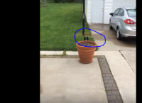 რას აკეთებს ძაღლი, როდესაც სახლში შესვლა არ უნდა (სახალისო ვიდეო)