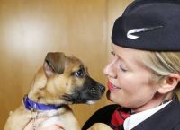 ბრიტანული ავიაკომპანია ცხოველების შესახებ ახალ მაუწყებლობას იწყებს