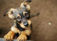 ძაღლებს შეუძლიათ ეპილეფსიური შეტევა ყნოსვით წინასწარ ამოიცნონ