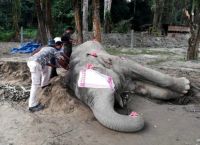 ინდოეთში ცნობილი სპილო, სახელად 