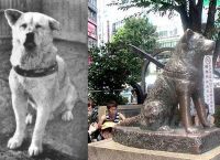 ერთგული ძაღლი ჰაჩიკო, რომელსაც იაპონელებმა სიცოცხლეშივე ძეგლი დაუდგეს (+ვიდეო)