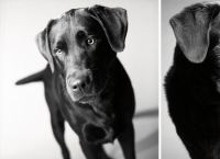 როგორ ბერდებიან ძაღლები - საინტერესო და ძალიან მგრძნობიარე ფოტოპროექტი (+ფოტო)