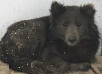 რუსეთში იპოვეს ძაღლი, რომელიც დათვს ძალიან ჰგავს