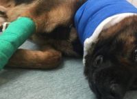 დამნაშავის მიერ დაჭრილი პოლიციის ძაღლის გადარჩენა მეგობრისგან გადასხმული სისხლით მოხერხდა