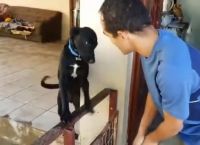 დამნაშავე ძაღლი პატრონისგან პატიებას სასაცილოდ  ითხოვს (+ვიდეო)