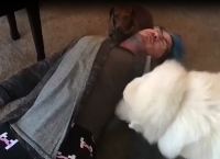 ძაღლების და კატების რეაქცია, როდესაც პატრონი სიკვდილის იმიტირებას ახდენს (ემოციური ვიდეო)