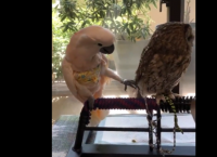 ცნობისმოყვარე თუთიყუში ბუს ყურადღების მიქცევას ცდილობს (სახალისო ვიდეო)