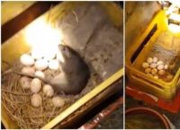 ქათამი თავის კვერცხებს ვირთხისგან იცავს (ემოციური ვიდეო)