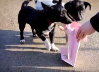საშობაო საჩუქრები უპატრონო ძაღლებისთვის (+ვიდეო)
