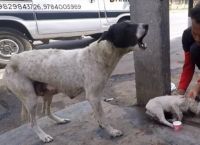 ლეკვის გადასარჩენად, დედა ძაღლი ადამიანებს დახმარებას სთხოვდა (ემოციური ვიდეო)