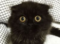 არაჩვეულებრივი კატა გიმო - უსაყვარლესი თვალებით, რომლებიც აჰიპნოზებენ (+ფოტო)