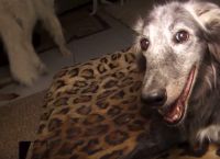 25 წლის ტარა შესაძლოა ყველაზე ასაკოვანი ძაღლია მსოფლიოში (+ვიდეო)