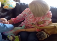 რას აკეთებს ეჭვიანი ძაღლი, როდესაც ბებია ბავშვის ხელში აყვანას ცდილობს (+ვიდეო)