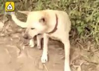 ძაღლმა ცოცხლად დამარხული ბავშვი  გადაარჩინა (+ვიდეო)