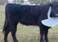 მაშველებმა გადაარჩინეს ძროხა, რომელსაც თავი პლასტმასის სკამში გაეჭედა