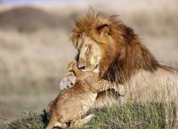 მამა-შვილი ლომების ემოციური ჩახუტება: ისე როგორც 
