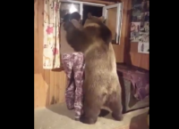 დათვი მამაკაცს სახლში ესტუმრა და მეგობრულად მხარზე თათი გადახვია (სახალისო ვიდეო)