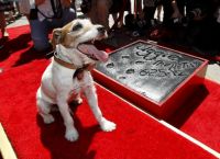 ჰოლივუდის მსახიობი ძაღლი, სახელად უგი, 13 წლის ასაკში გარდაიცვალა