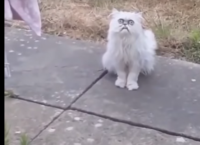 მამაკაცმა თავის ეზოში ყველაზე საშინელი შესახედაობის კატა დაინახა   (სახალისო ვიდეო)