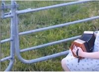 რას აკეთებენ ძროხები, როდესაც პატარა გოგონა გარმონზე უკრავს? (+ვიდეო)