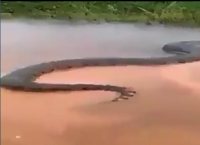 ბრაზილიელმა მეთევზემ გადაიღო უზარმაზარი ანაკონდა, რომელიც მდინარეზე მშვიდად მიცურავდა (+ვიდეო)