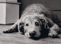 რატომ ტოვებს ძაღლი სიკვდილის წინ სახლს?