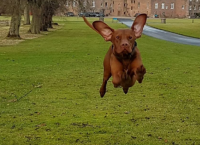შოტლანდიაში ცხოვრობს ბედნიერი ძაღლი, რომელიც სირბილისას მიწას თითქმის არ ეხება