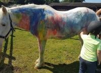 ცოცხალი ტილო: ბრიტანელი ცხოველთა დამცველები ითხოვენ აიკრძალოს პონის სხეულზე ხატვა