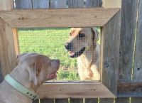 მან ღობეს ფანჯარა გაუკეთა, რომ ძაღლებს ერთმანეთთან ურთიერთობა შეძლებოდათ (+ფოტო)